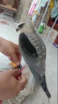 CARA MELATIH ELANG/ ALAP ALAP TIKUS/ BWK JINAK DAN SUPER NURUT