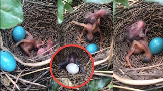 cuckoo chick coup birds [ Review Bird Nest ]