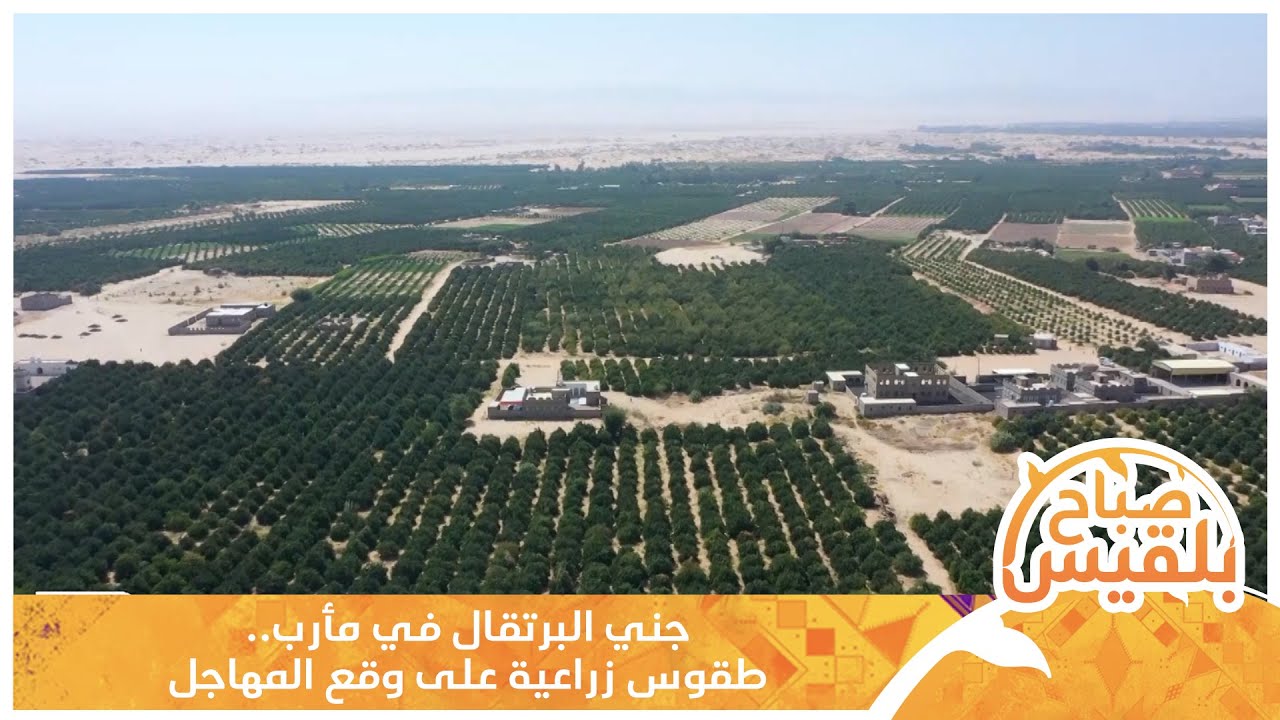جني البرتقال في #مأرب.. طقوس زراعية على وقع المهاجل | تقرير: خليل الطويل