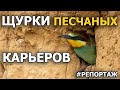 Щурки песчаных карьеров