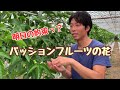 パッションフルーツ農家の梁さん