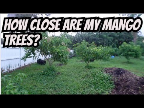 How to Make High-Density Mango Growing Work