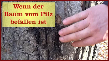 Ist ein Baumpilz schädlich für den Baum?