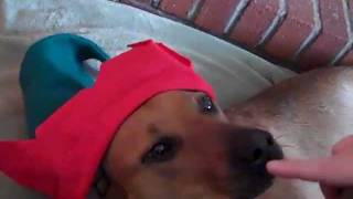 Rhodesian Ridgeback Beagles vs. the Elf Hats 2011