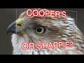 How to ID Cooper's and Sharp-shinned Hawks: NARRATED