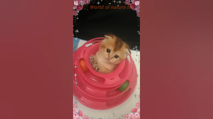 Video 8433461: british golden kitten, cute kitten british, color british