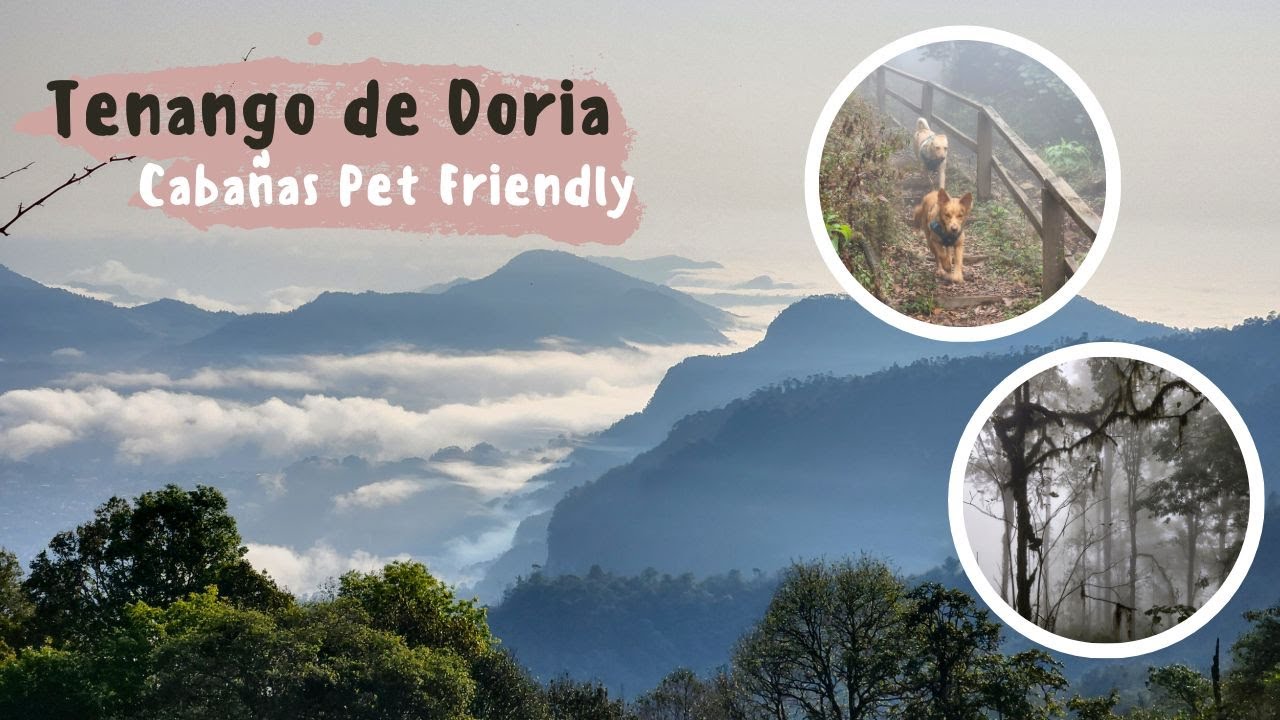 Cabañas Pet Friendly en Hidalgo | Tenango de Doria | Skyhouse en el Bosque