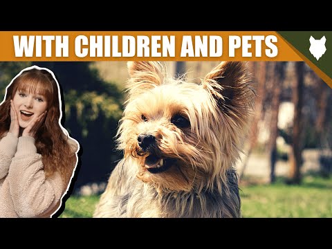 वीडियो: एक नए मालिक के साथ कुत्ते के बांड से कितने समय पहले?