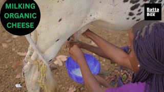 How to make Wara Nigerian Cheese (Tofu) from local Cows