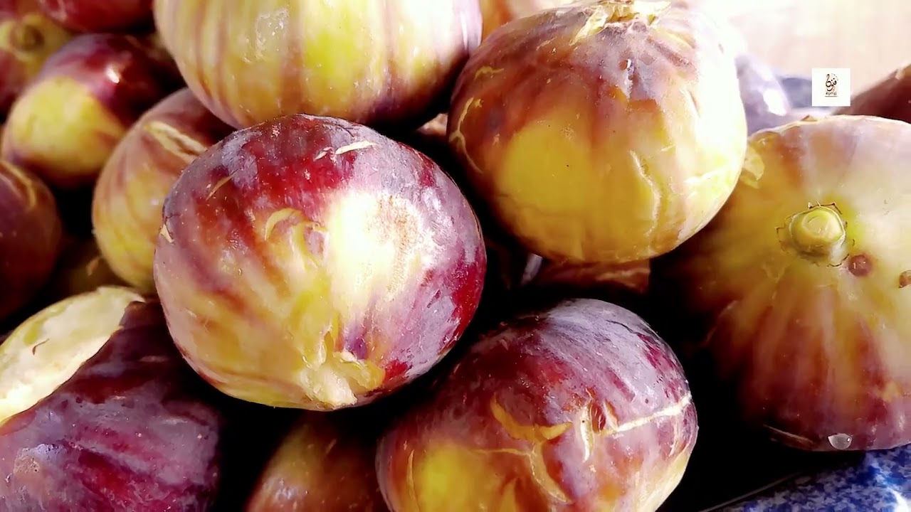 زراعة التين الزراقي من أكثر المشاريع الزراعية التي تعود بالربح الجيد على المزارعين