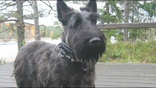 How to Care for a Scottish Terrier (Scottie)