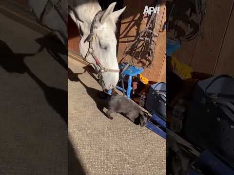 Just horsin' around 🐴😹 #afv #funny #shorts