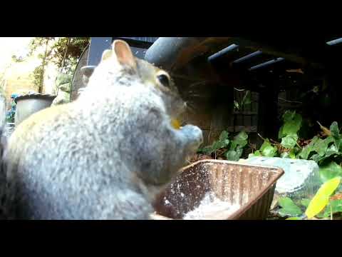 Rocking and Stomping Squirrels - "Metal Squirrel"