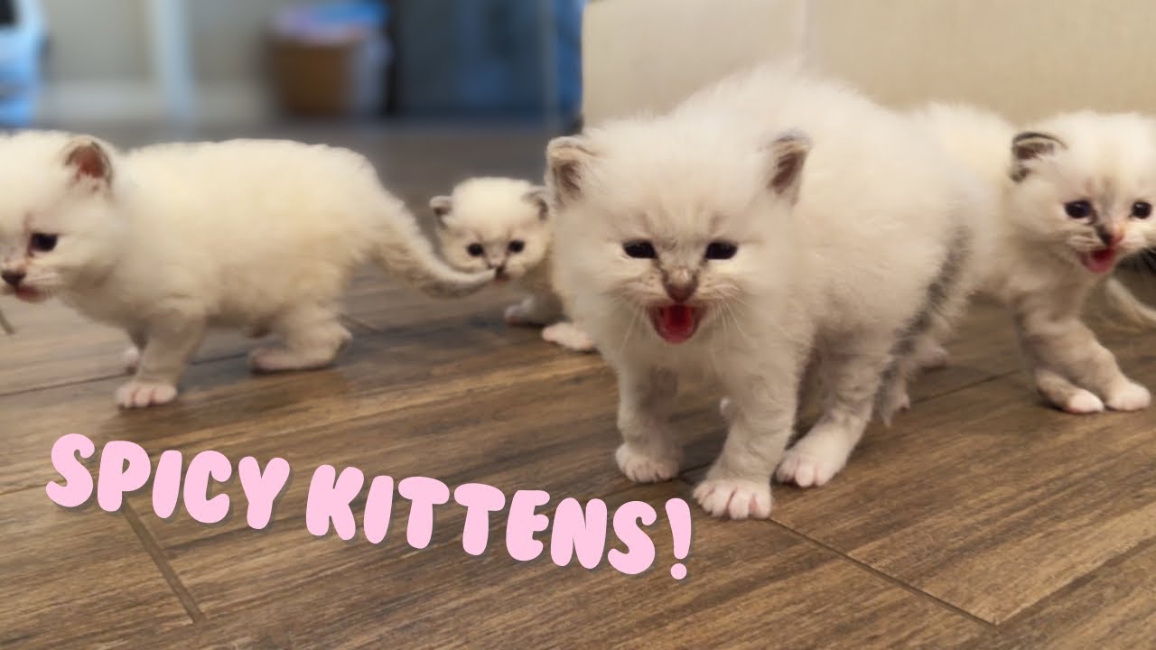 Рэгдолл отправляют в кошачью тюрьму.