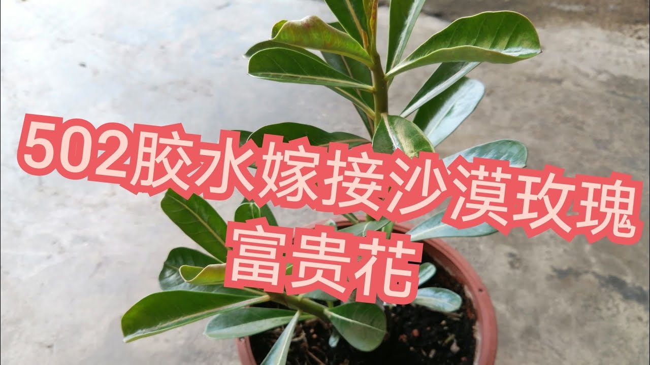 沙漠玫瑰嫁接，502胶水嫁接沙漠玫瑰/富贵花，看完影片对你有帮助。