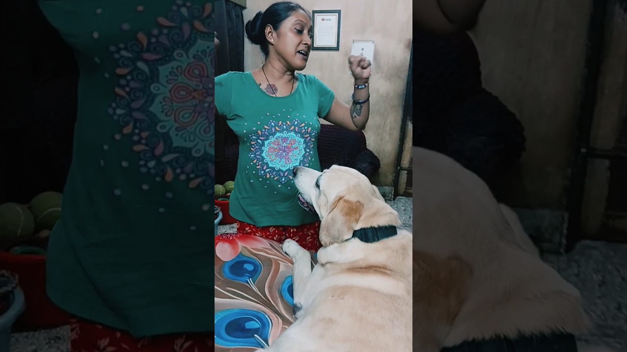 Coco🦮 Loves lotion massages from Mum👩🦰. # #funny #lovecoco #comedy #funnymoment #shorts #labrador