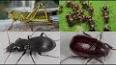 The Fascinating World of Entomology ile ilgili video