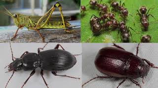 2020 Introduction to Entomology, Part I