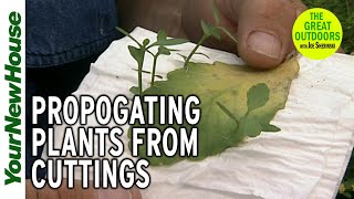 Plant Propagation  - The Great Outdoors