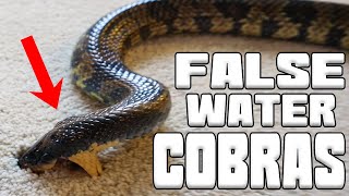Psychotic False Water Cobra ! Venomous training | Tyler Nolan