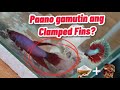 CLAMPED FINS - How to cure clamped fins (Saltbath) #treatment #bettafish