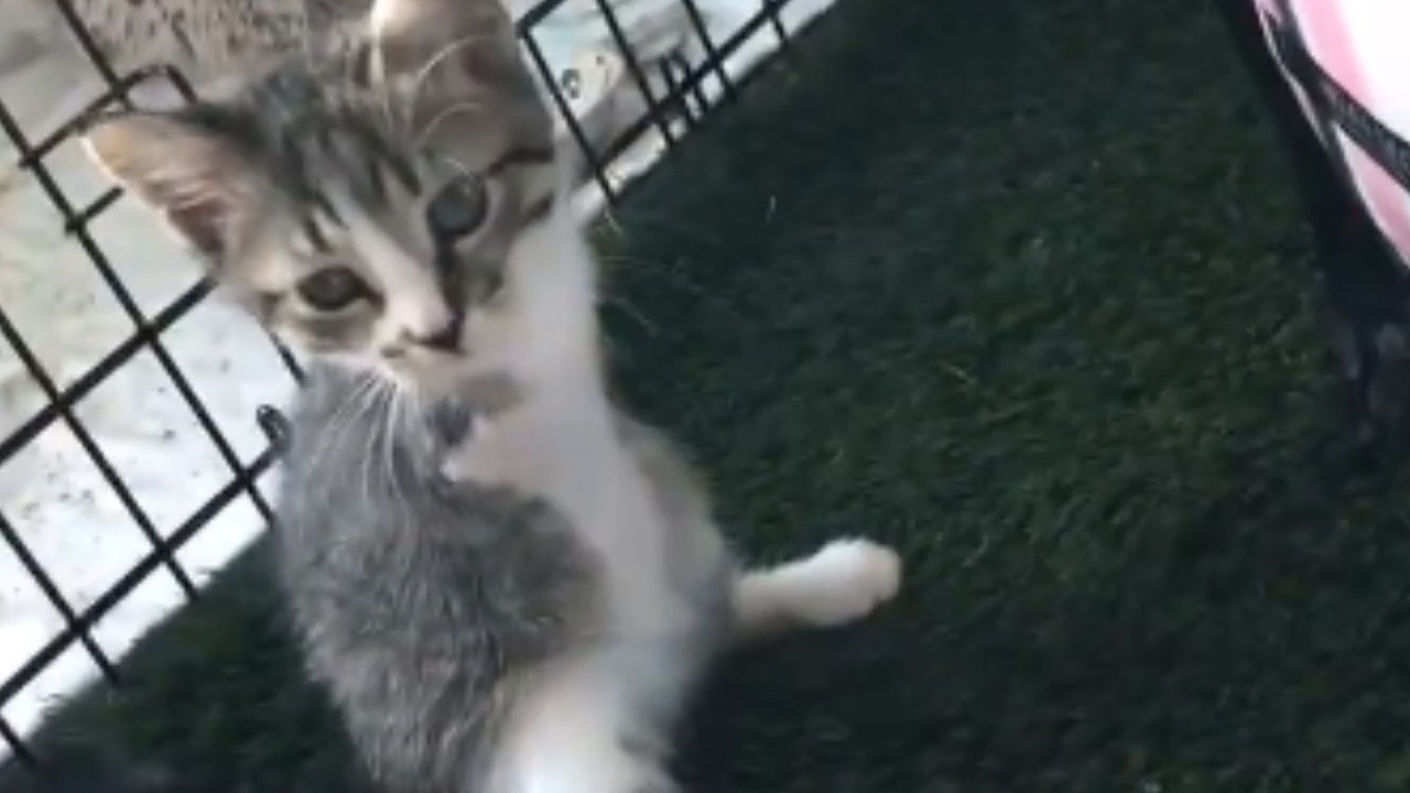 The Shelter Said This Kitten Was 