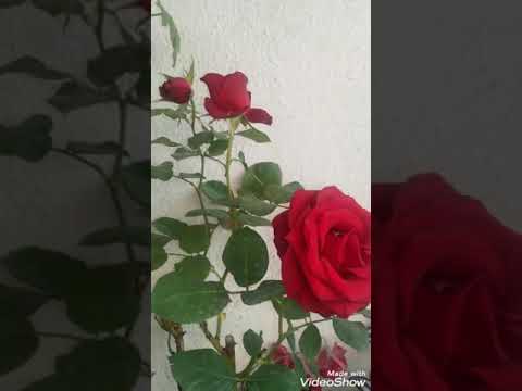 صباح الورد الجوري حالات واتس اب