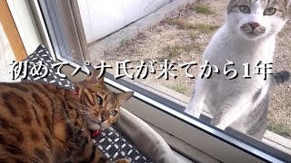 地域猫パナ氏が庭に来だした1年前を振り返ります