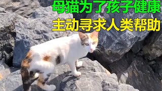 母猫为了孩子，主动寻求人类帮助