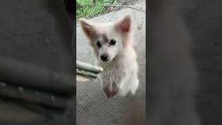 short video #viral video #funny #dog video