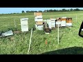 Just done fixing electric fence in my COW PASTURE APIARY! #beekeeping