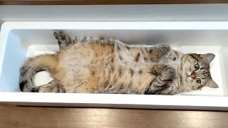 ふたり分のベッドをひとりで占領しちゃう妹猫!