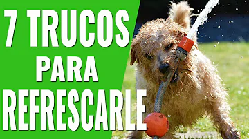 ¿Qué hacen los perros para refrescarse en lugar de sudar?