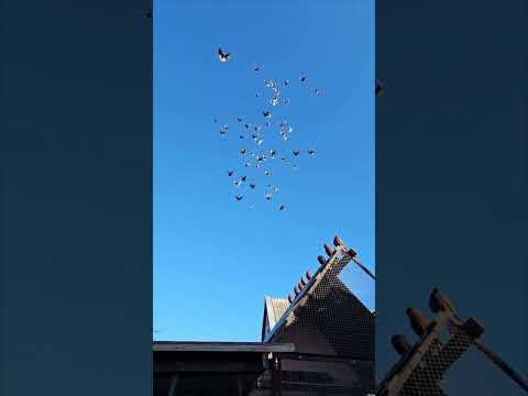 Pigeons Fly in Perfect Synchrony