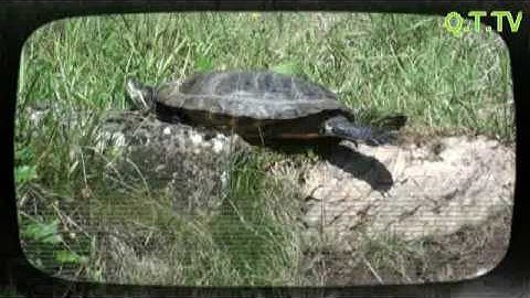 TRACHEMYS SCRIPTA ELEGANS