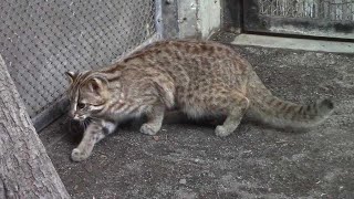 アムールヤマネコの子供たち～獲物を狙う動き！？（井の頭自然文化園）Leopard Cat Babies by manyamou 238 views 1 month ago 2 minutes, 7 seconds