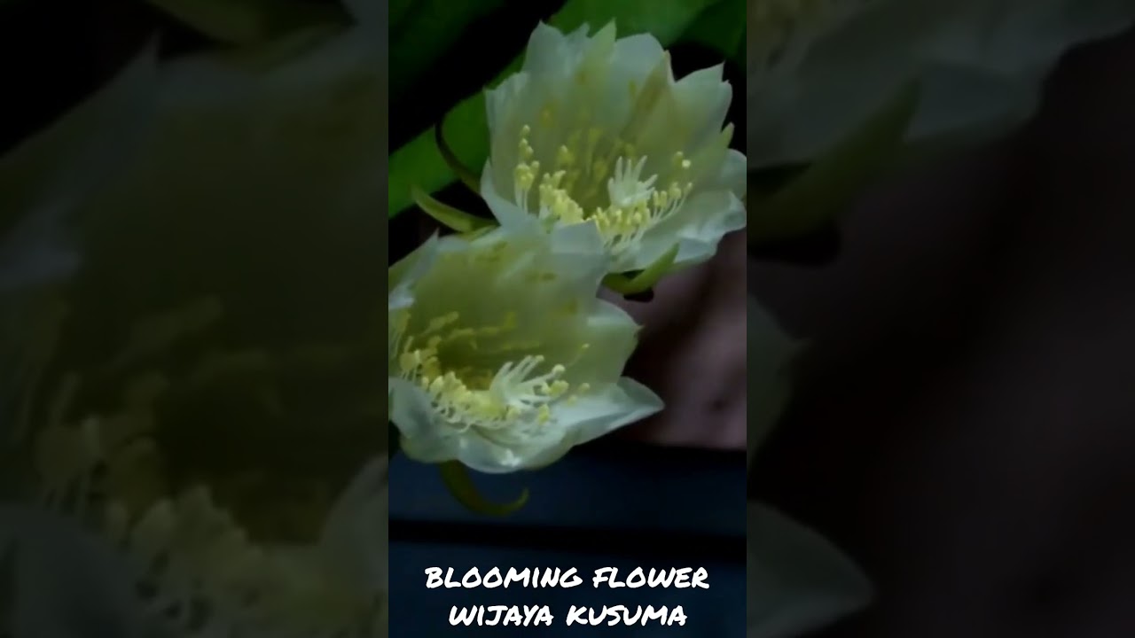 proses mekar wijaya kusuma