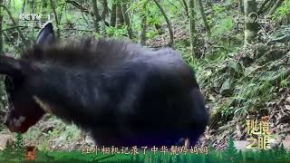 《秘境之眼》 中华鬣羚 20240830| CCTV