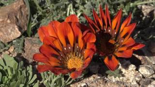 Namaqua Flowers Part 2 - English