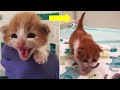 Rescue Little Kitten Who Is So Cute | You Will Love Him At The First Seen