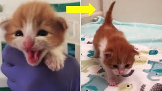 Rescue Little Kitten Who Is So Cute | You Will Love Him At The First Seen