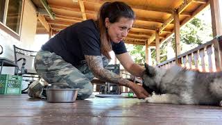 Keeshond Puppy Obedience Training