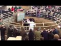 Farmers guardian suckled calf champion selling at sedgemoor
