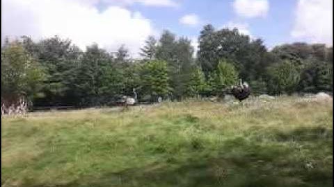 ostrich run quickly! ;D