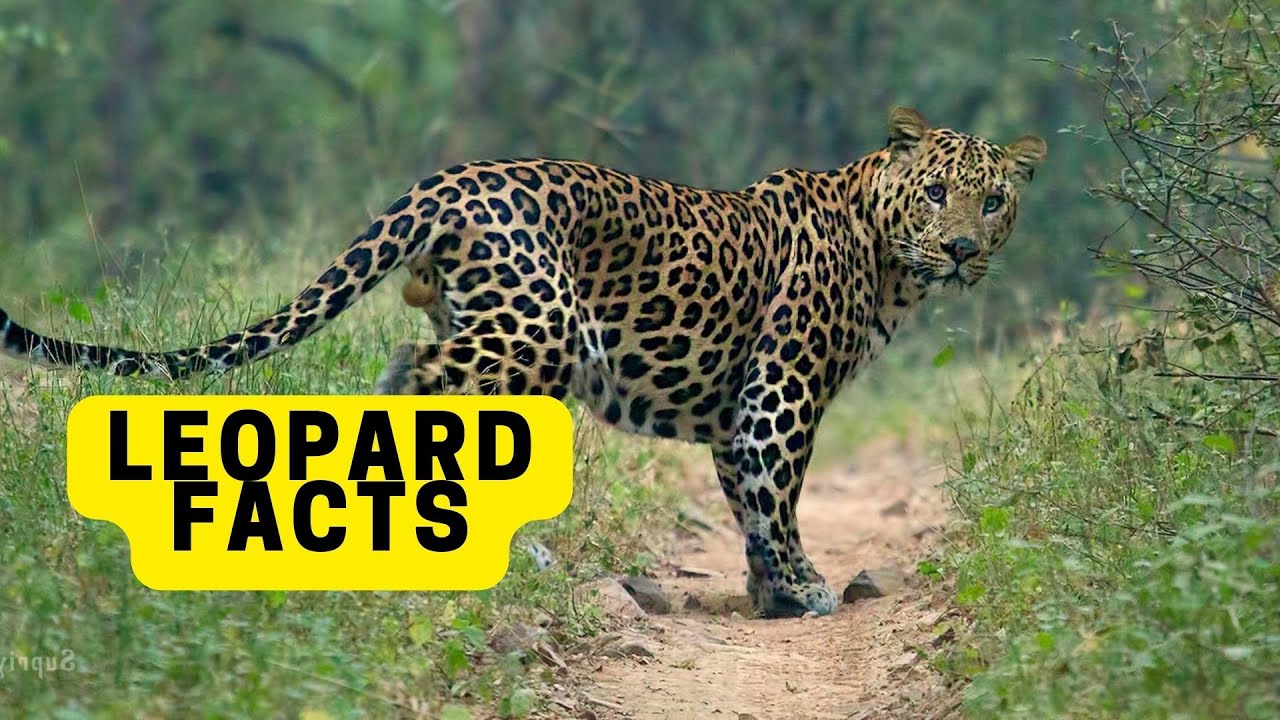 All About Leopards for Children. Leopards Facts for Kids 2023 - YouTube