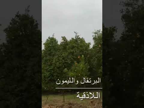 أشجار البرتقال و الليمون في اللاذقية الساحل السوري البحر سورية نزار العلي سوريا نزار العلي