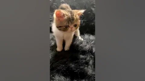 Watch the video about Exotic Shorthair Calico