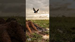 The Night Mongooses Ate the Sky #wildlife #animals #nature #shorts