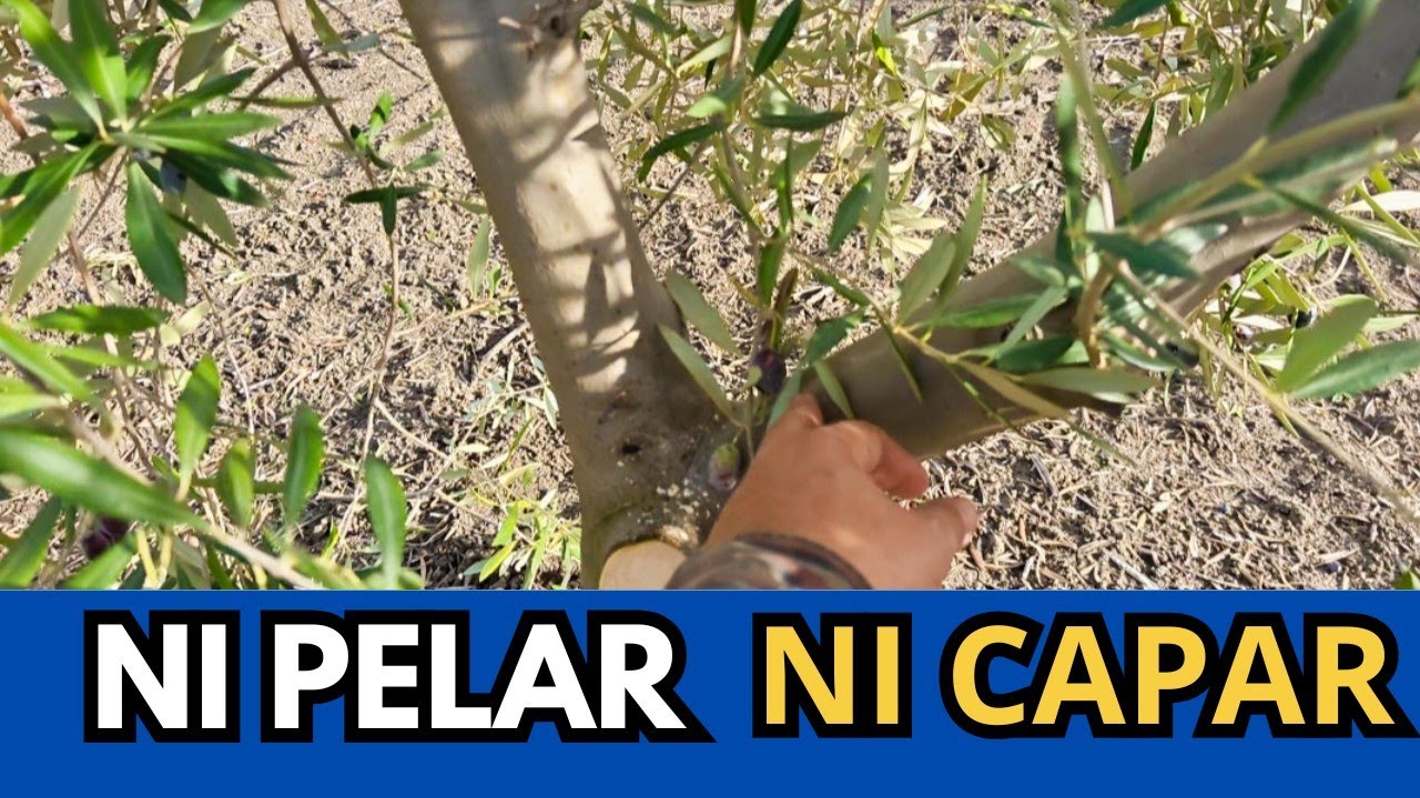 🟥 Poda de Formación: Nunca de Golpe