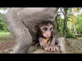 Peaceful Feeding Away from Roads and Temples: Lila, Mollie &amp; Cara . #virals #monkey #Ambertroop